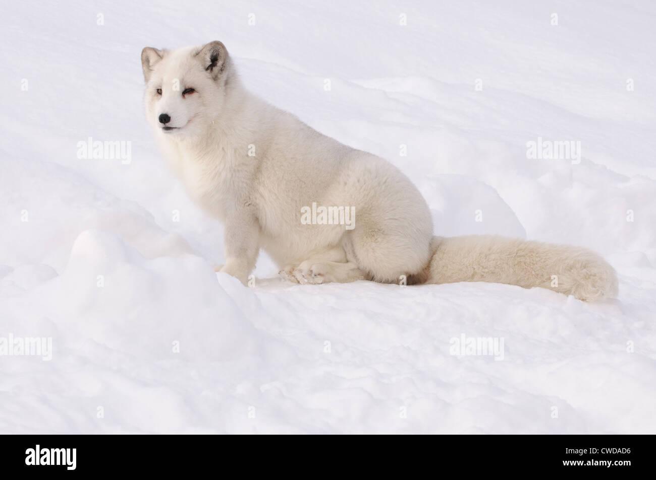 Zorro ártico en nieve, Noruega Foto de stock