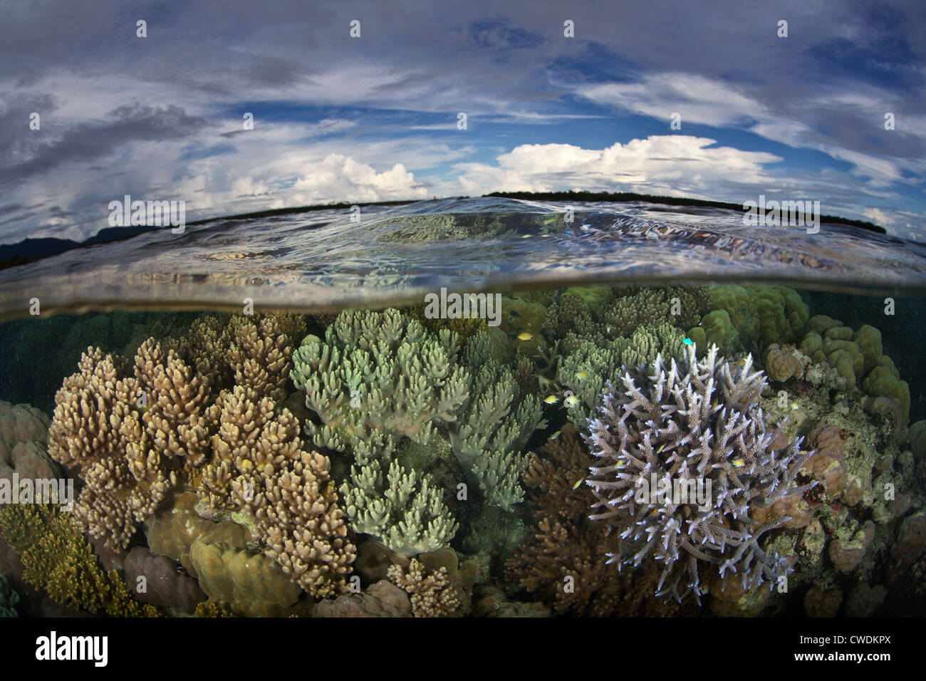 Una diversa arrecifes de coral crece justo por debajo de la línea de flotación cerca de una remota aldea en las Islas Russell, parte de las Islas Salomón. Foto de stock