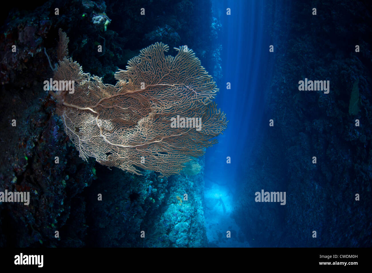 La gorgonia desconocida especie crece en la pared vertical de un arrecife grieta donde la limitada cantidad de luz solar se cuela. Foto de stock