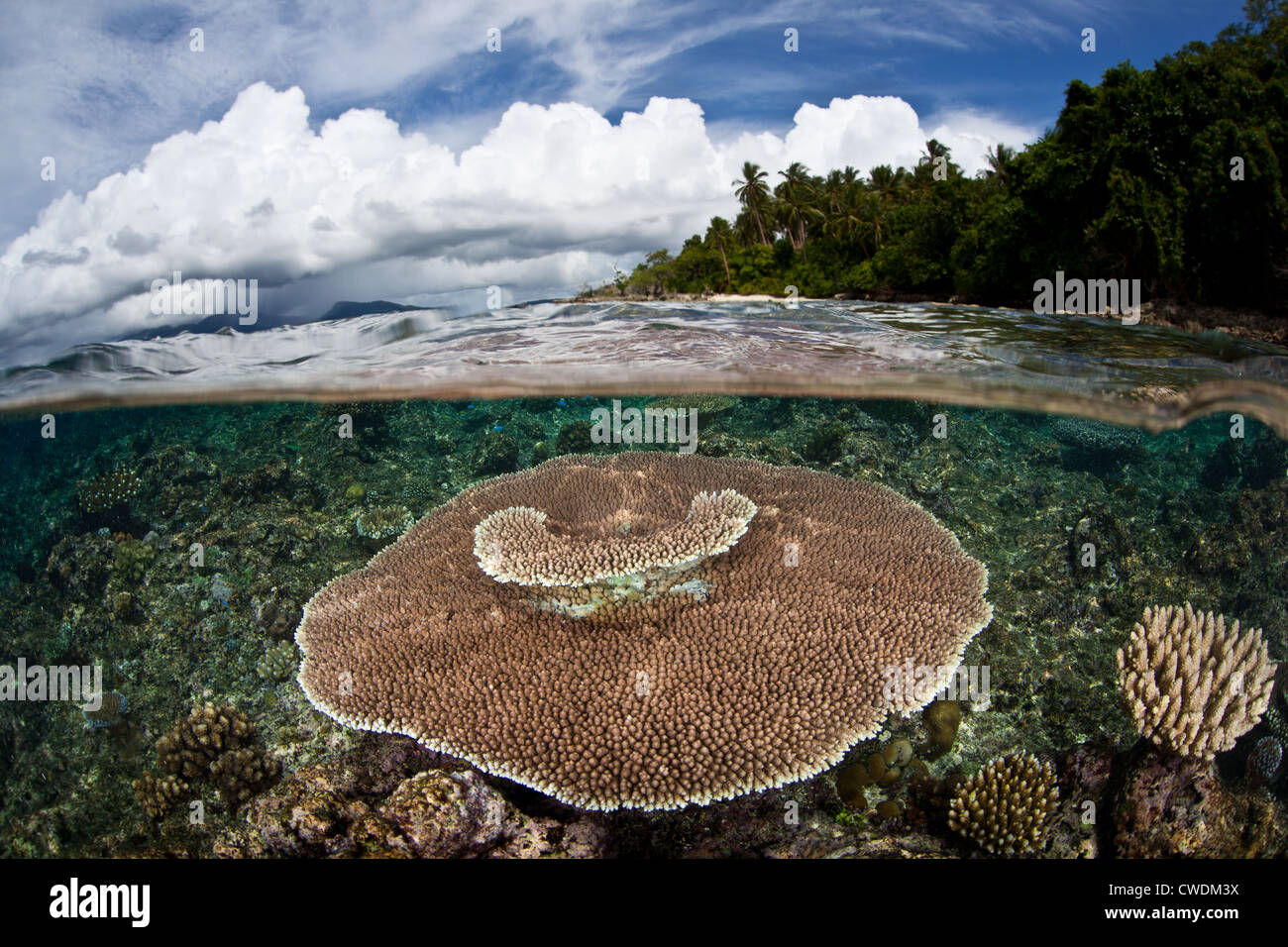 Una gran mesa coral Acropora sp., crece en un plano de arrecifes poco profundos cerca de una isla de piedra caliza. Este tipo de coral crece rápidamente. Foto de stock