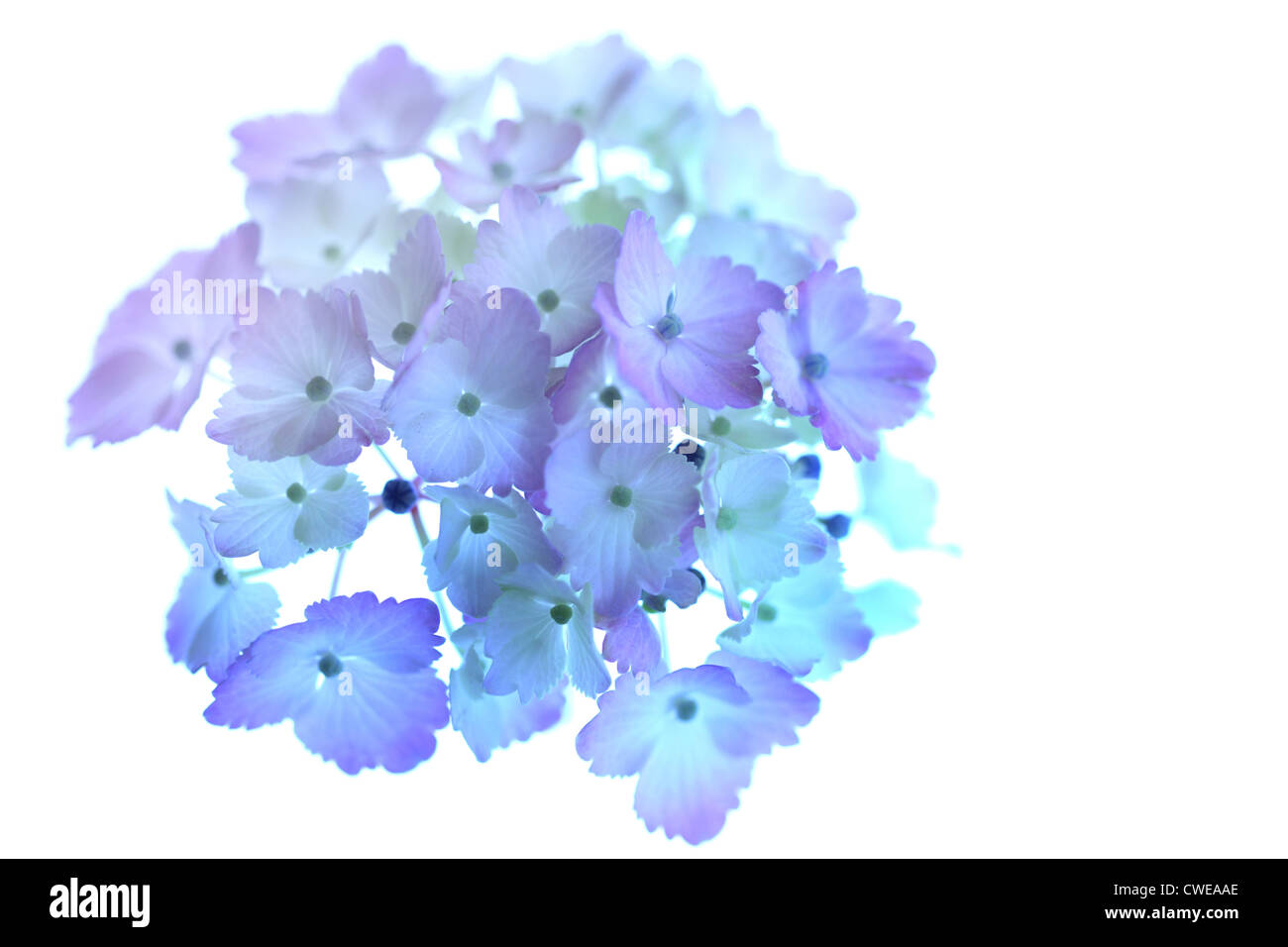 Hydrangea flores azules sobre fondo blanco. Foto de stock