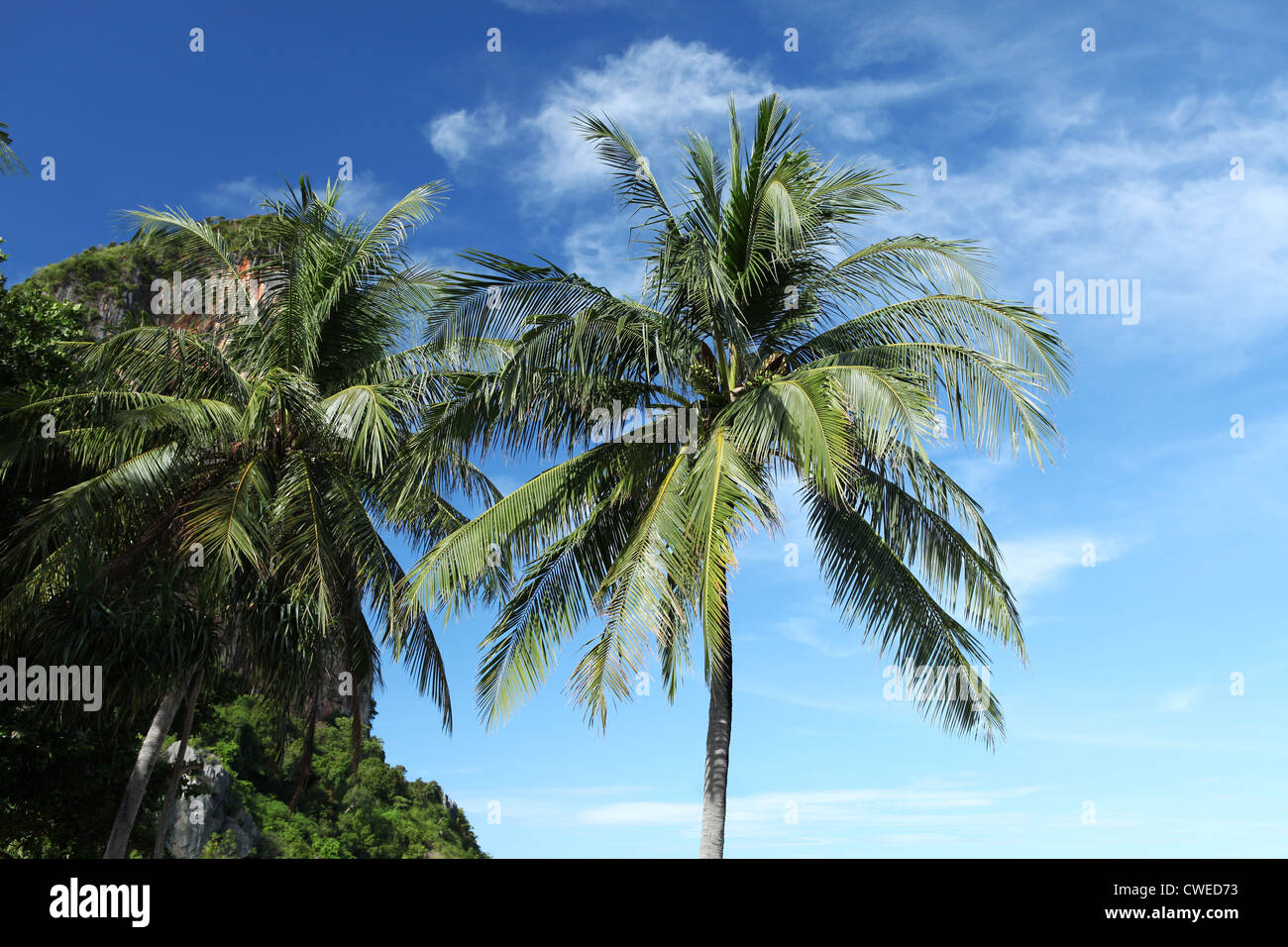 Palm Tree, en el sur de Tailandia Foto de stock
