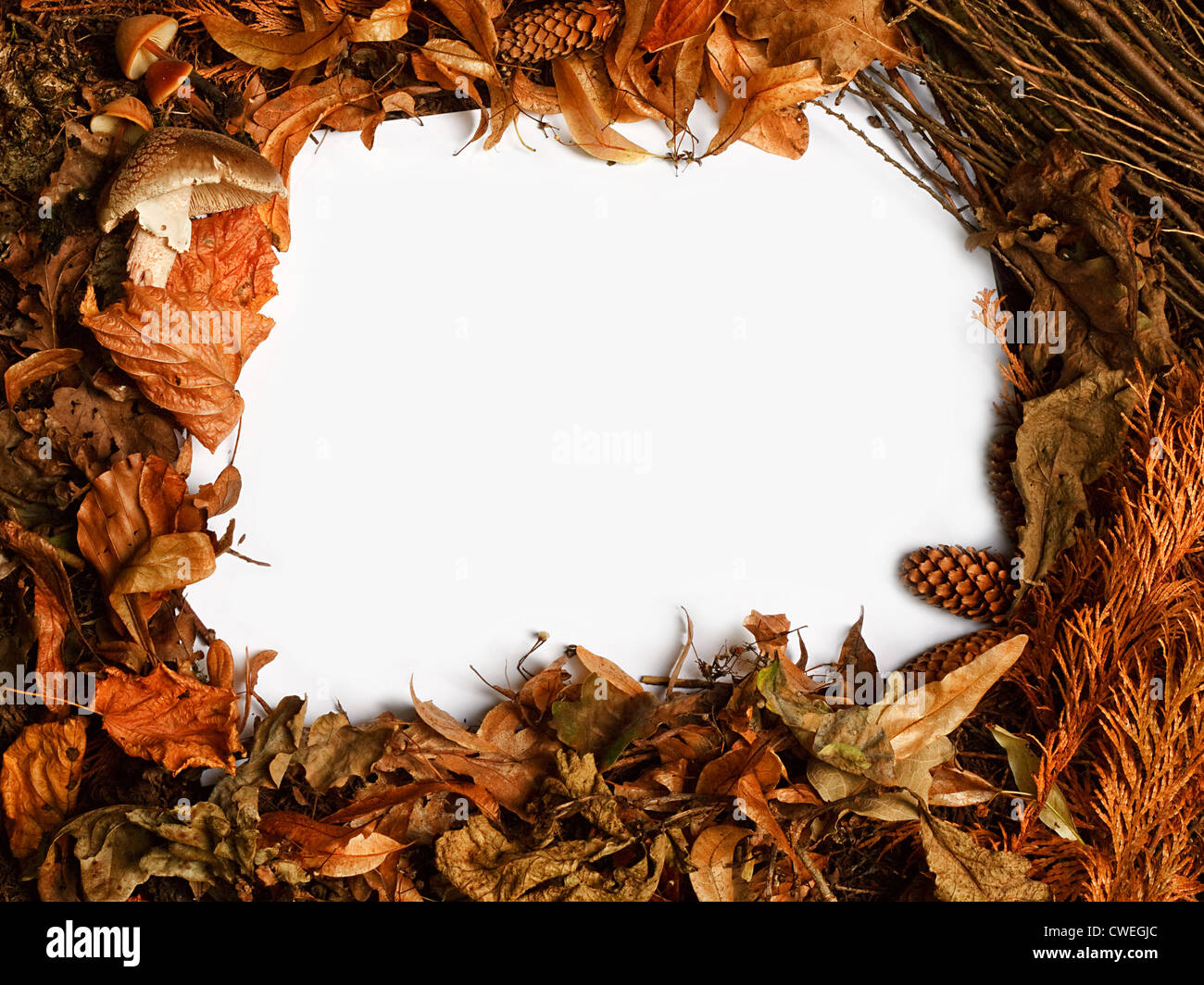 Temporada de otoño con borde naranja dorado deja una gran caída rústico frame Foto de stock
