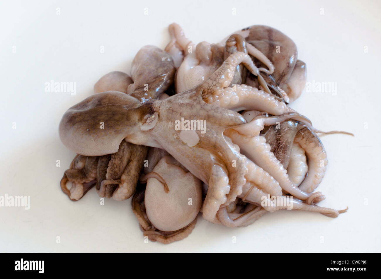 Montón de materias baby octopus (Moscardini) ordenados en una placa blanca. Foto de stock