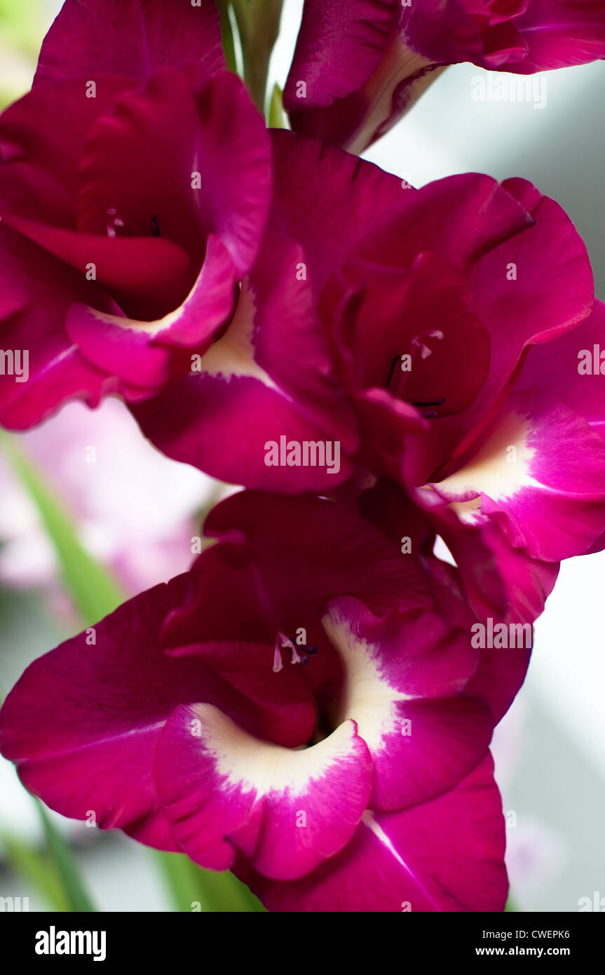 Gladiolus Priscilla. Primer plano de gladiolo rosa con fondo brillante Foto de stock