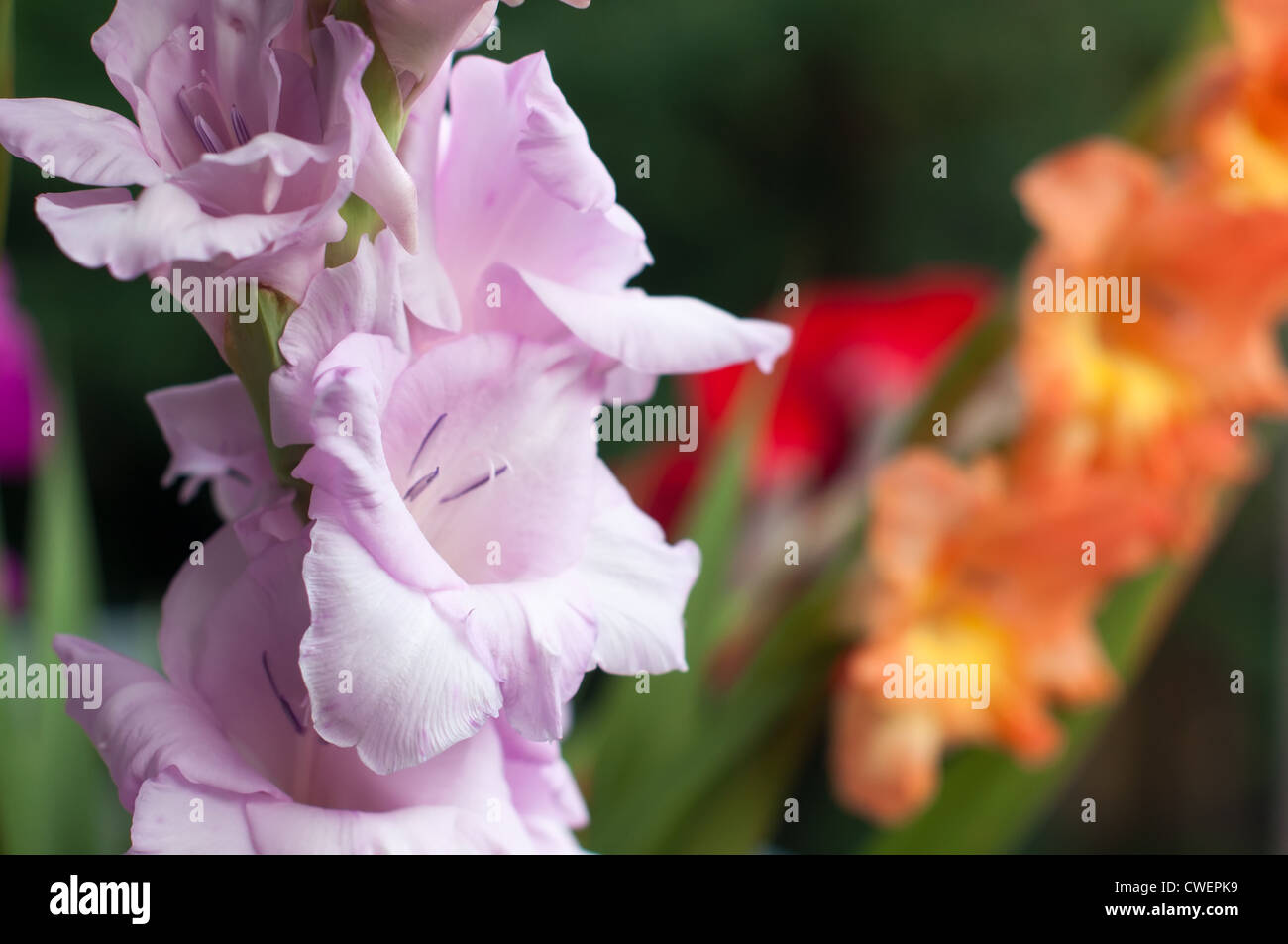 Colorido ramo gladiolo - closeup con poca profundidad de campo. Foto de stock