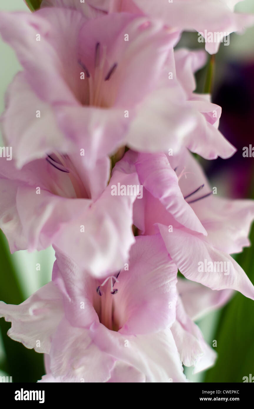 Hermoso color rosa brillante gladiolus detalle shot en el jardín Foto de stock