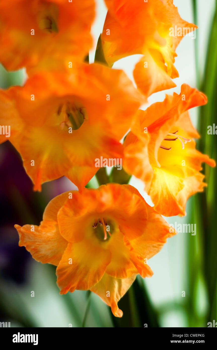 Bella naranja gladiolus detalle contra el fondo brillante Foto de stock