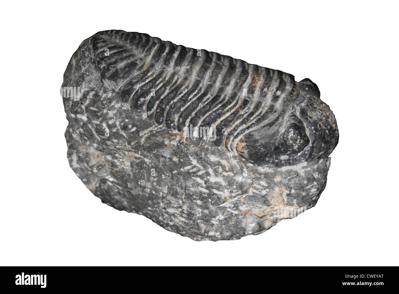Trilobite Phacops africanus, Devoniano, Marruecos Foto de stock