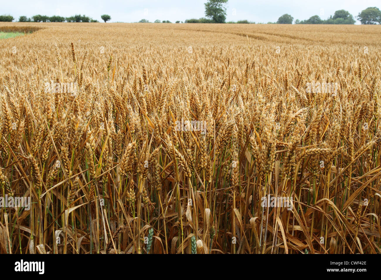 Campo de trigo antes de la cosecha Foto de stock