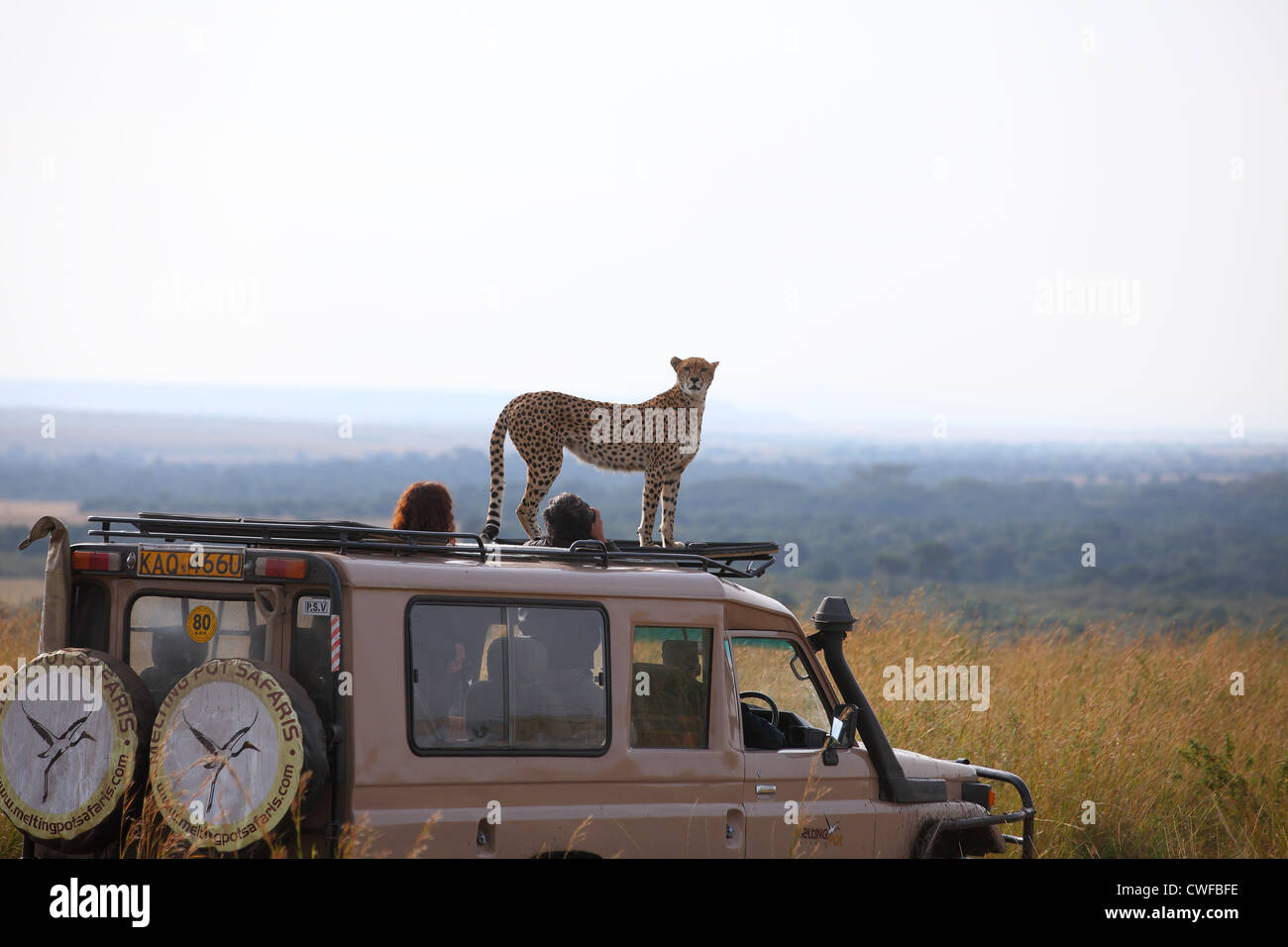 Guepardo (Acinonyx jubatus) en la parte superior del vehículo de turismo en el Parque Nacional de Masai Mara, Kenya Foto de stock