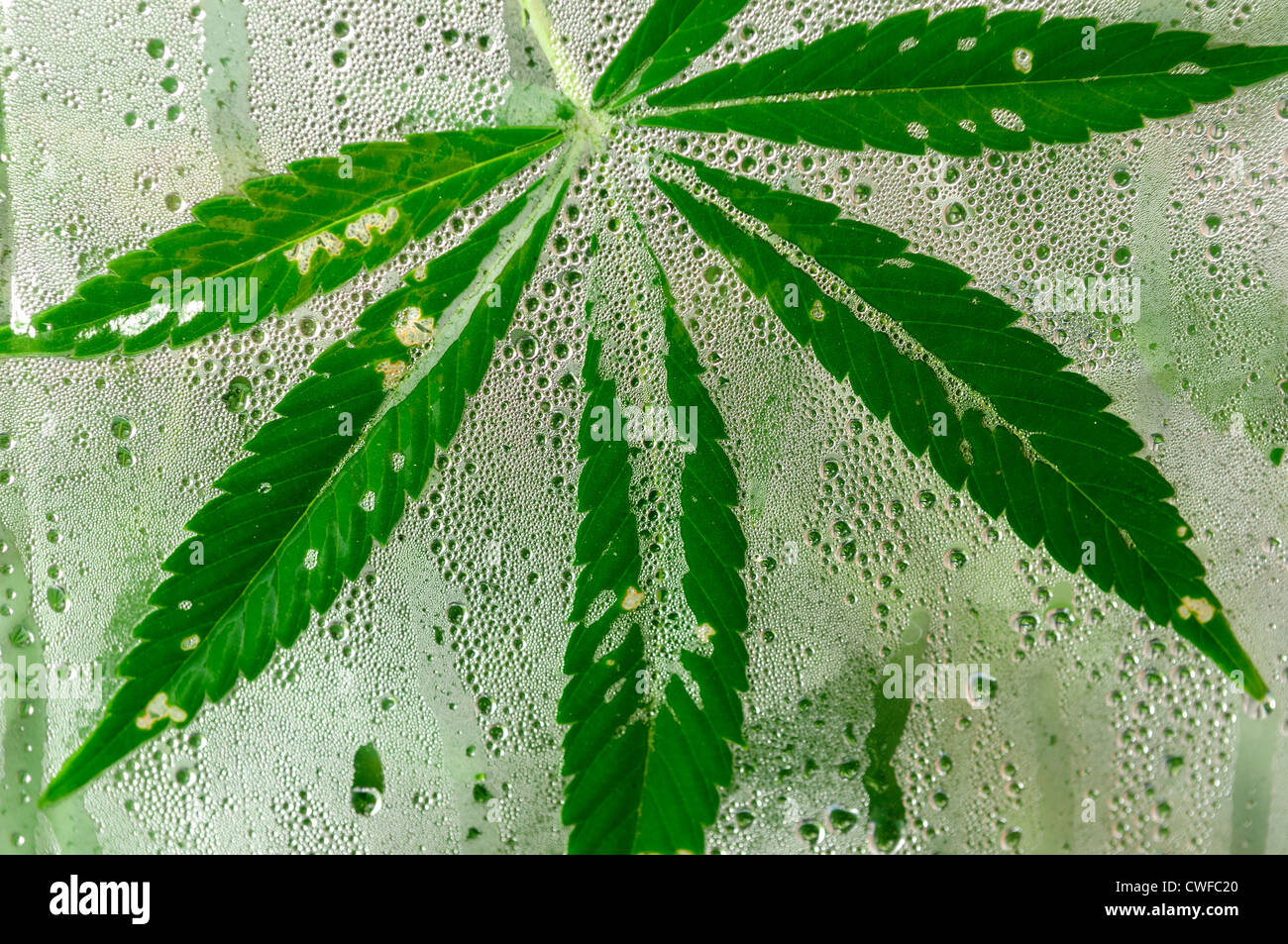 Cannabis,planta de marihuana (cáñamo) creciendo en un polietileno casa verde. Foto de stock