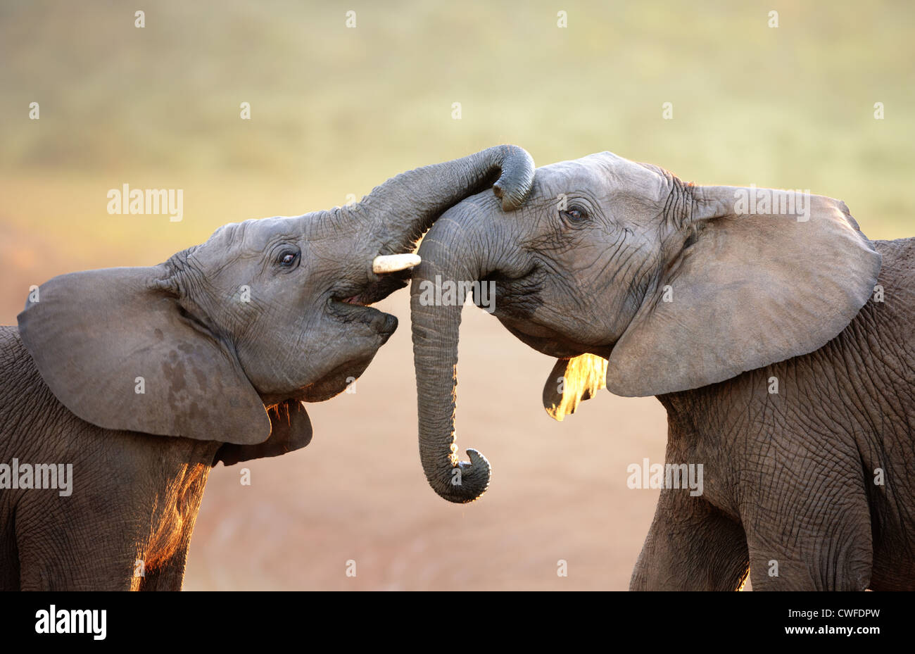Los elefantes se tocan suavemente (saludo) - Parque Nacional de Elefantes Addo - Sudáfrica Foto de stock