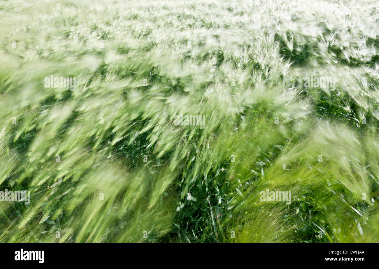 Hermoso fondo borroso de movimiento, campo de trigo en el viento de verano Foto de stock