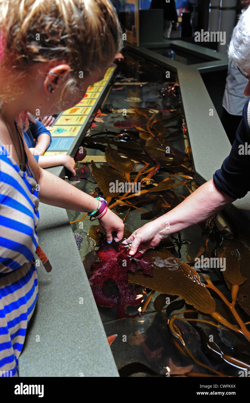 Ee.Uu. California CA Monterey Bay Aquarium toque tanque para la vida acuática en Monterey Bay Foto de stock