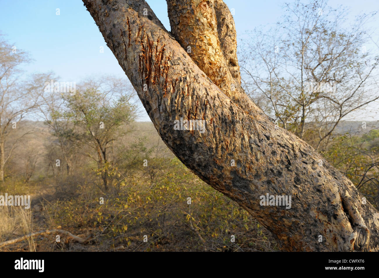 Las rayas de un tigre de Bengala en un árbol. Foto de stock