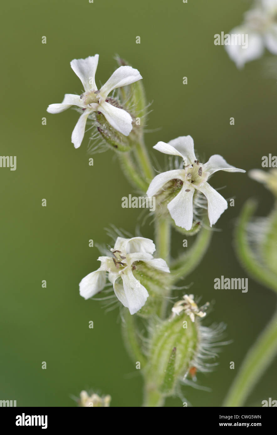Flor pequeña CATCHFLY Silene gallica (Caryophyllaceae) Foto de stock