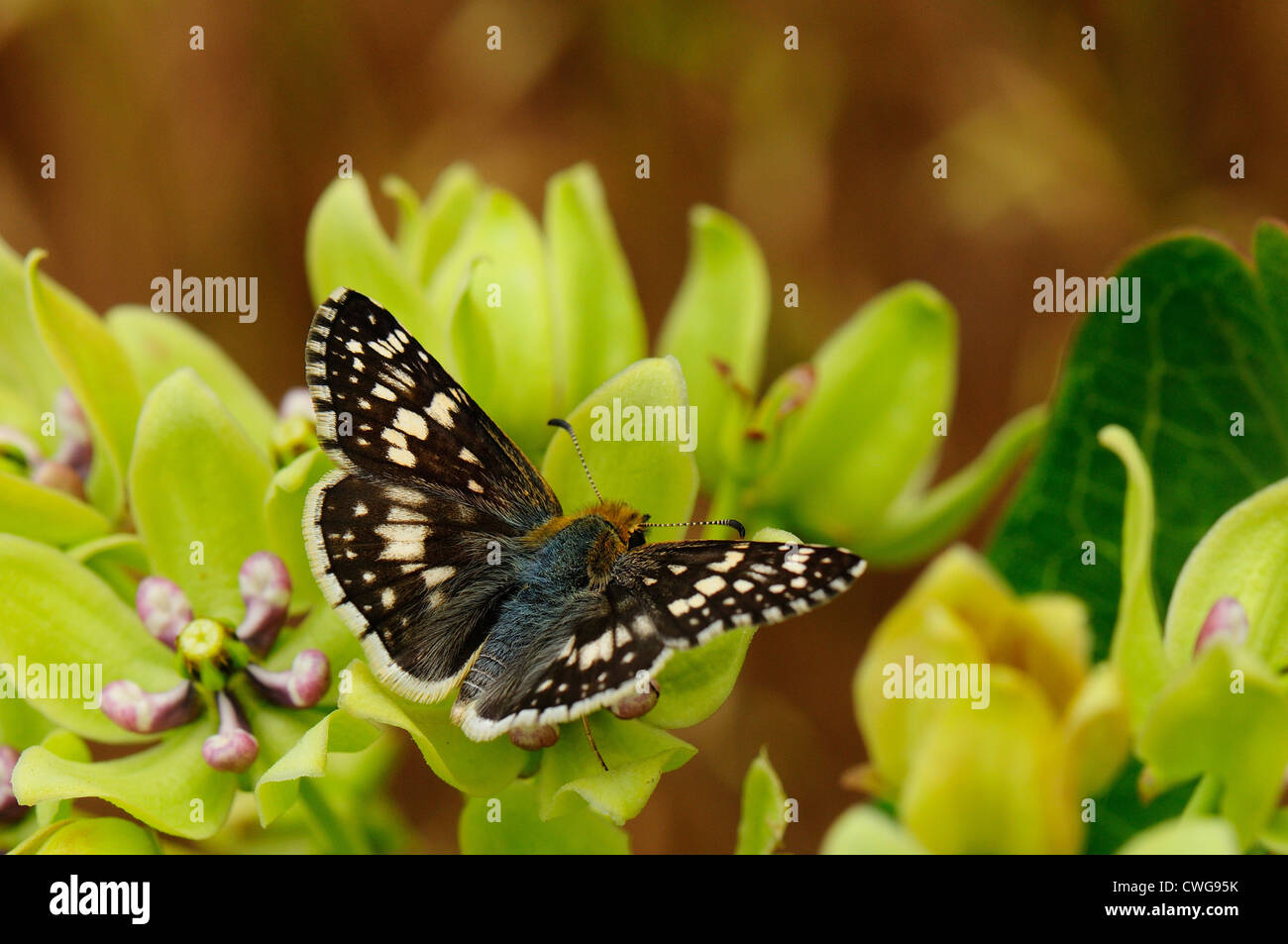 planta anfitriona monarch Foto de stock