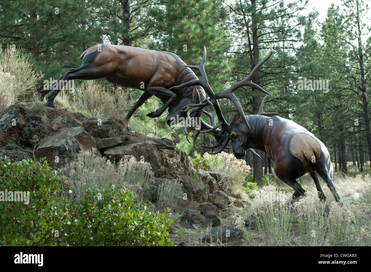 Estatuas de bronce de dos Bull Elk combates, Museo de High desert, Bend, Oregon. Foto de stock