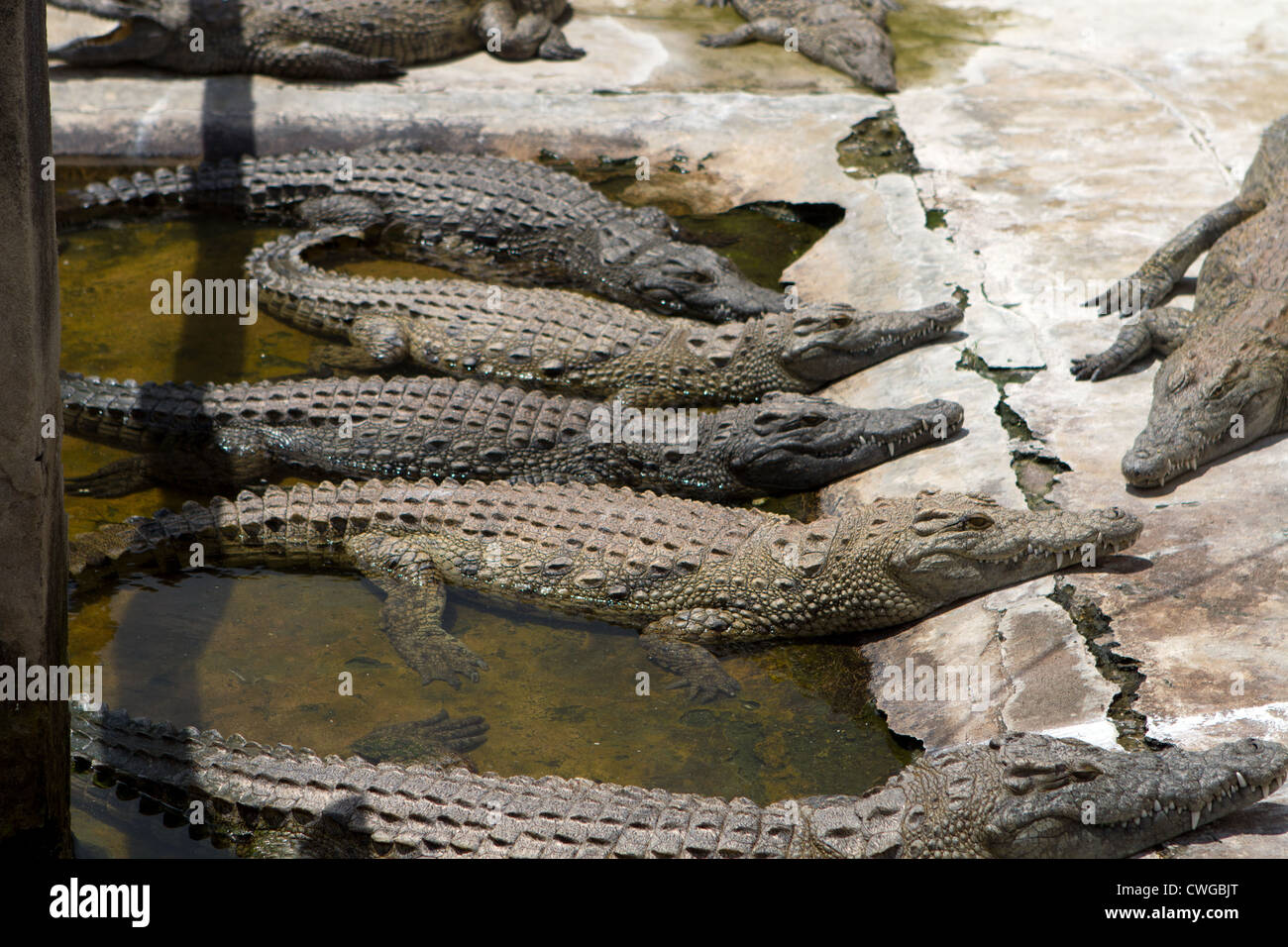El cocodrilo del Nilo (Crocodylus niloticus) en la granja de cocodrilos, Bagamoyo, Tanzania Foto de stock