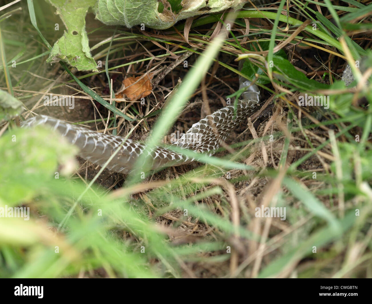 Piel de serpiente / Schlangenhaut Foto de stock