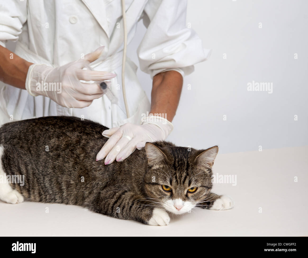 Médico Veterinario trata el gato doméstico, hace que la inyección Foto de stock