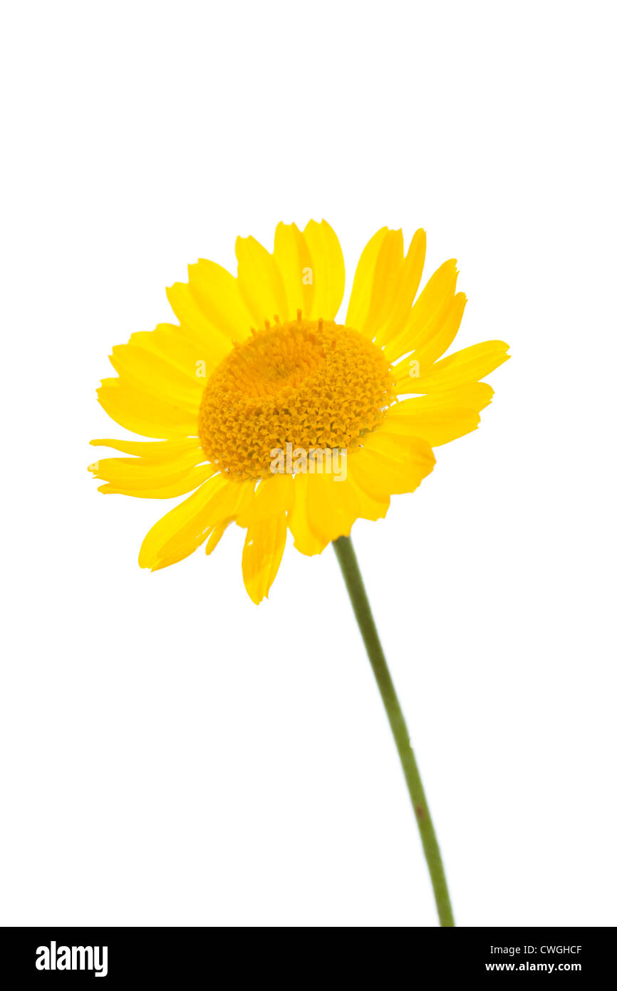 Sola flor de manzanilla de color amarillo sobre fondo blanco. Foto de stock