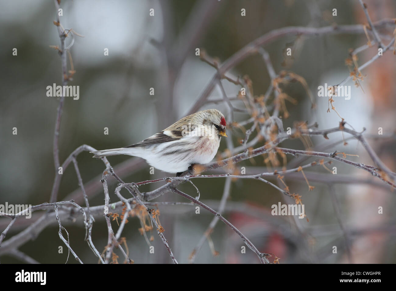 El Arctic Coues Redpoll Carduelis hornemanni exilipes, Laponia, Finlandia Foto de stock