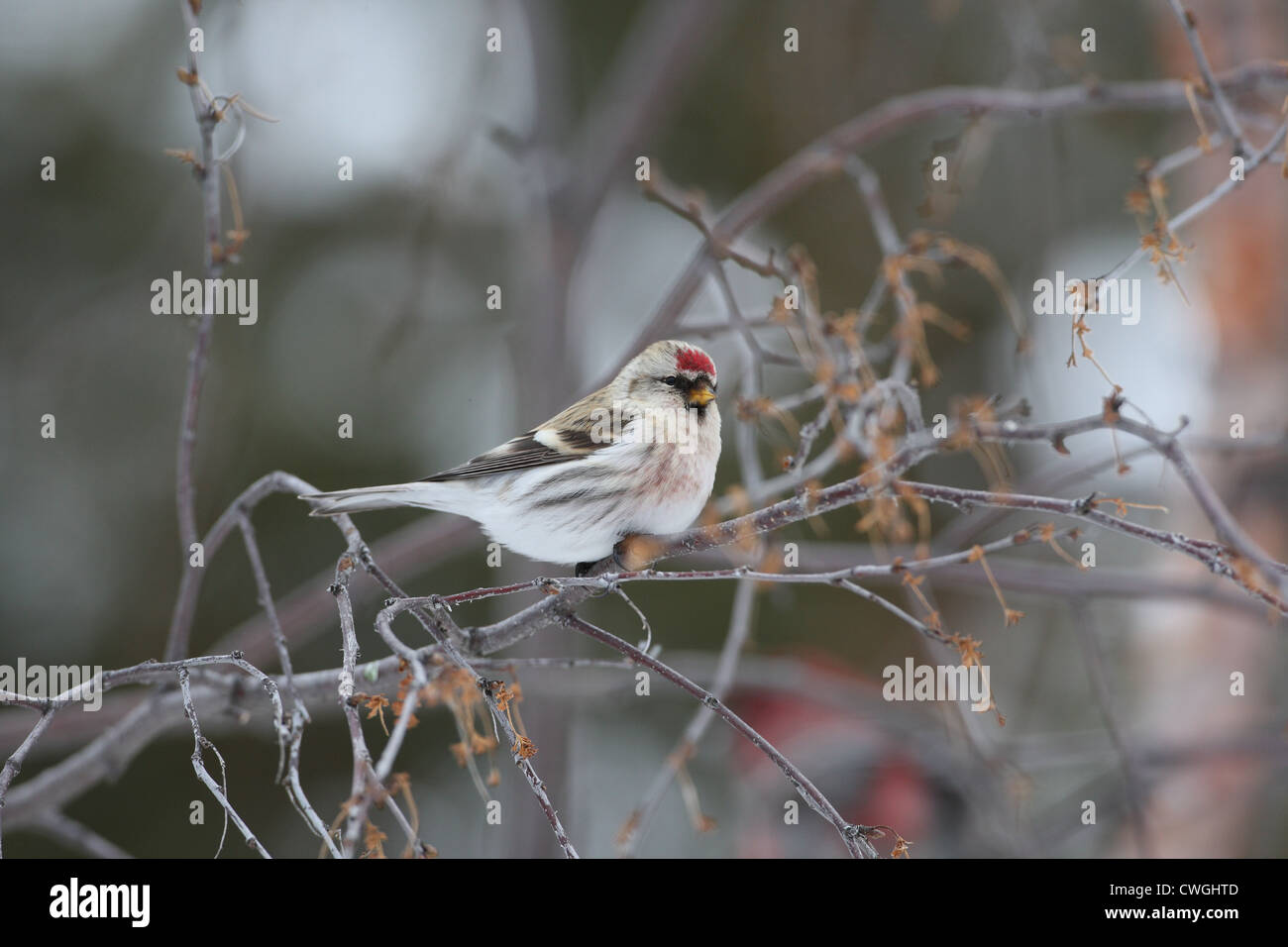 El Arctic Coues Redpoll Carduelis hornemanni exilipes, Laponia, Finlandia Foto de stock