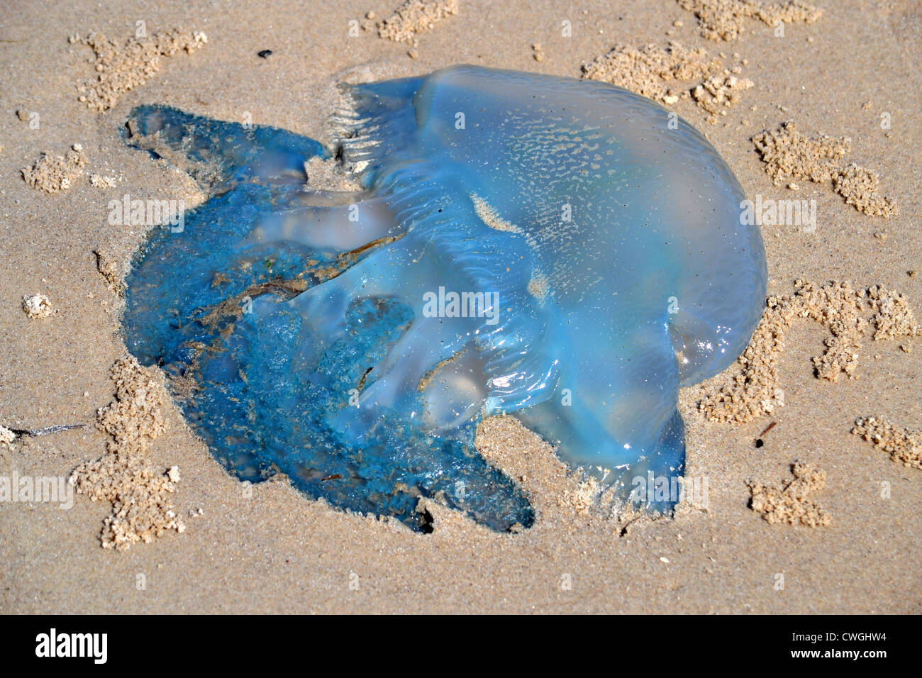 Blue Blubber Jellyfish Fotos E Imagenes De Stock Alamy Blue Blubber Jellyfish Fotos E Imagenes De Stock Alamy