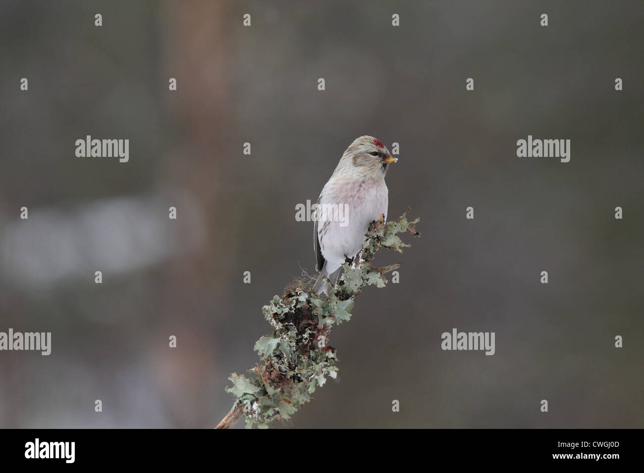 El Arctic Coues Redpoll Carduelis hornemanni exilipes, Laponia, Finlandia Foto de stock