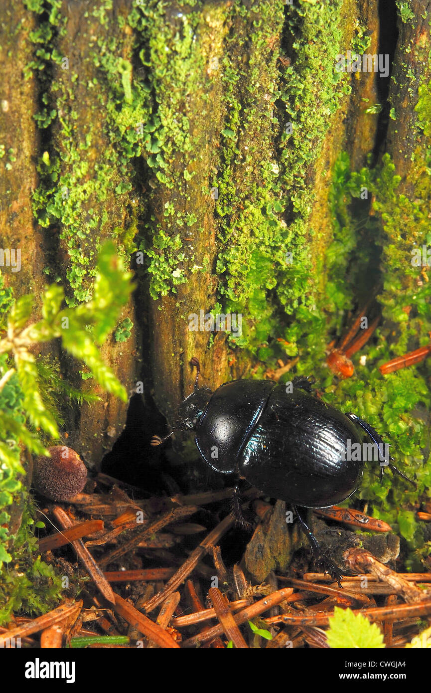 Bosque de escarabajos caminando en un bosque Foto de stock