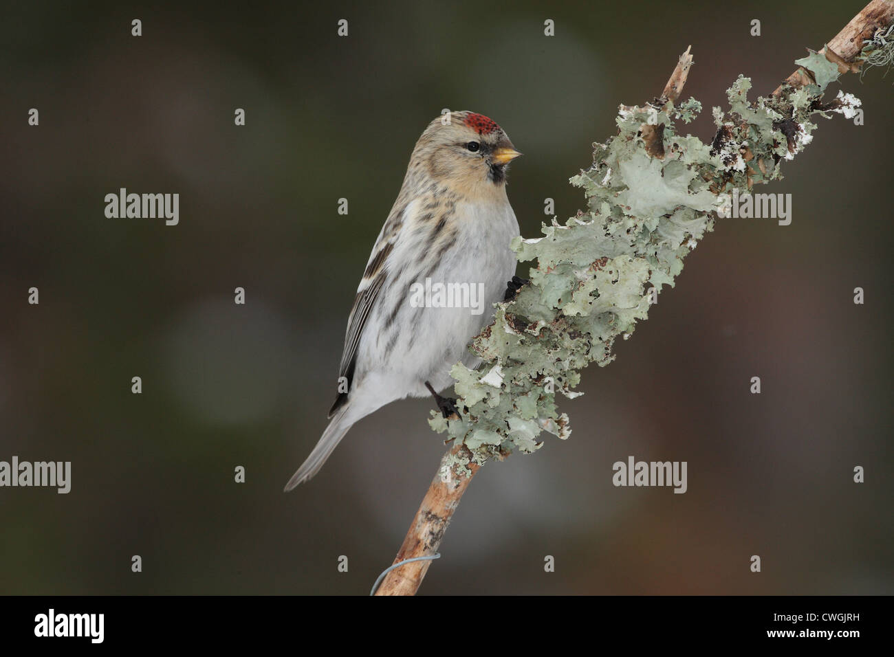 El Arctic Coues Redpoll Carduelis hornemanni exilipes, Laponia, Finlandia Foto de stock