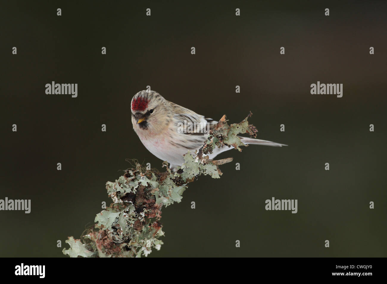 El Arctic Coues Redpoll Carduelis hornemanni exilipes, Laponia, Finlandia Foto de stock