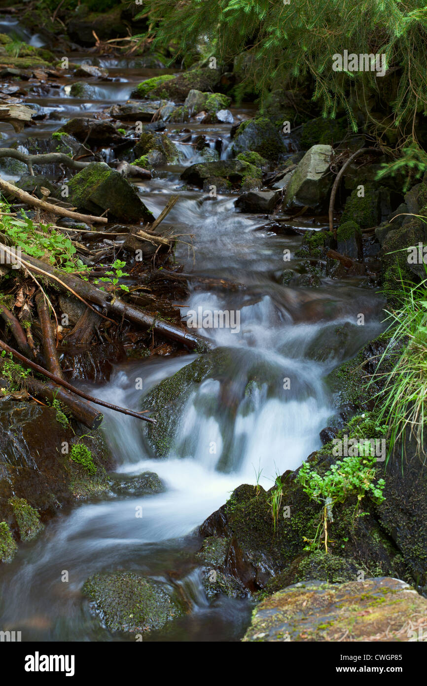 Los pequeños arroyos de montaña en verano, con piedras y plantas Foto de stock