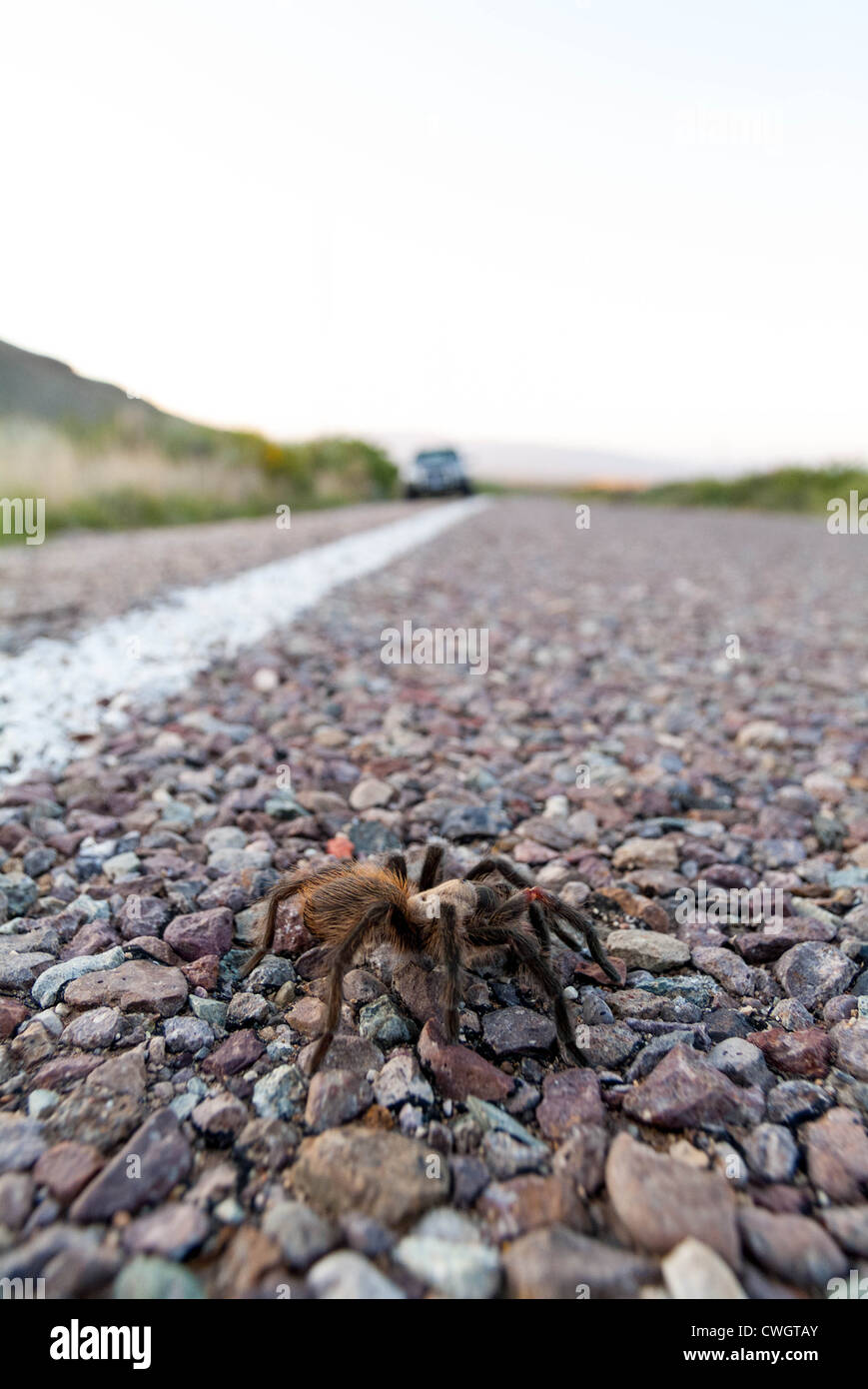 Tarantula en el desierto con la montaña de fondo - el Parque Nacional Big Bend Foto de stock