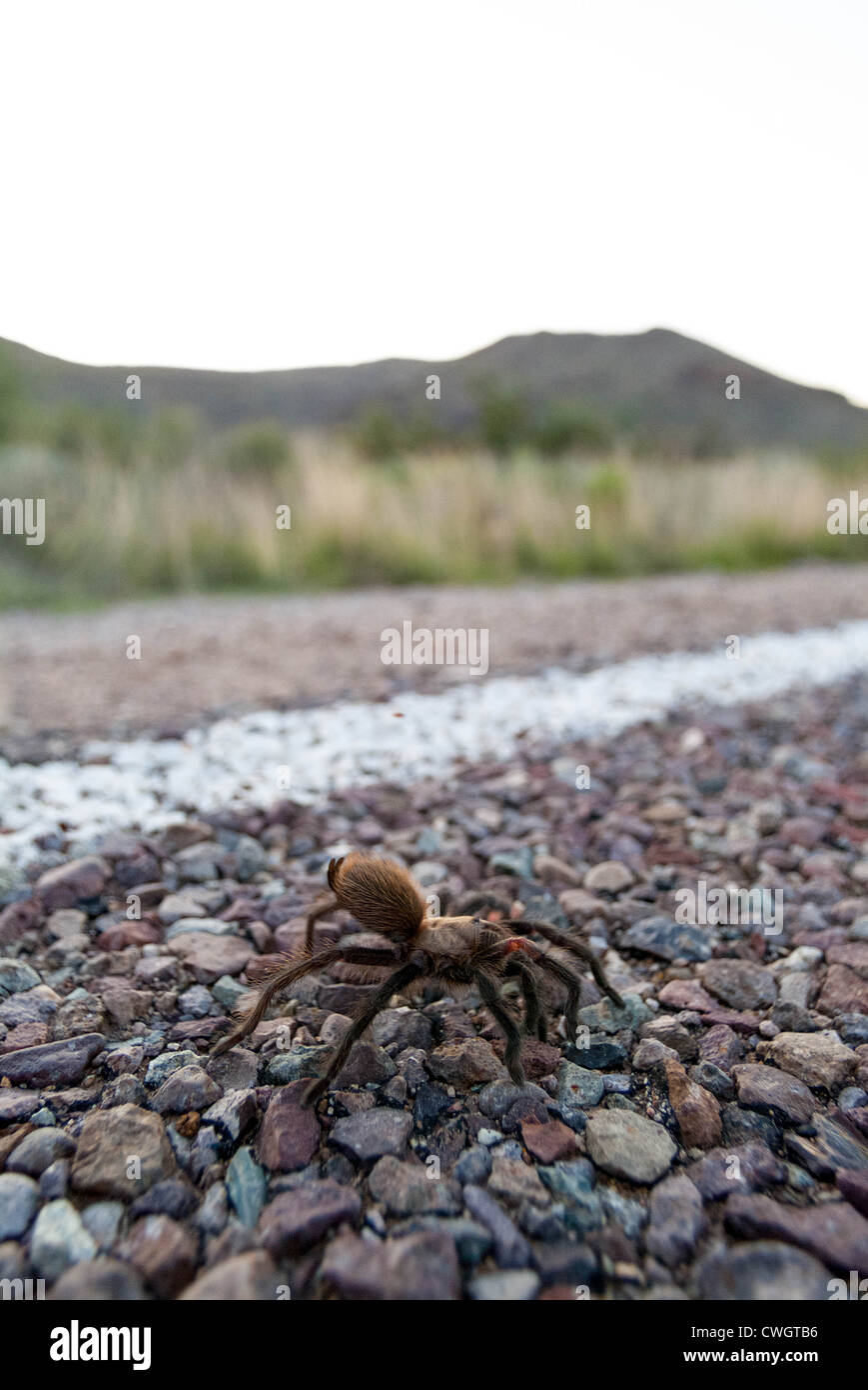 Tarantula en el desierto con la montaña de fondo - el Parque Nacional Big Bend Foto de stock