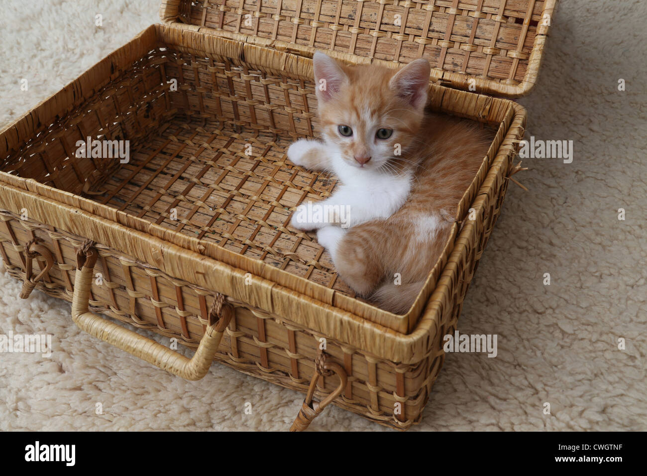 Gatito Blanco y jengibre sentando en una cesta de picnic mimbre Foto de stock