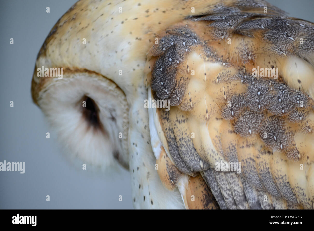 Depredador lechuza fotografías e imágenes de alta resolución Alamy