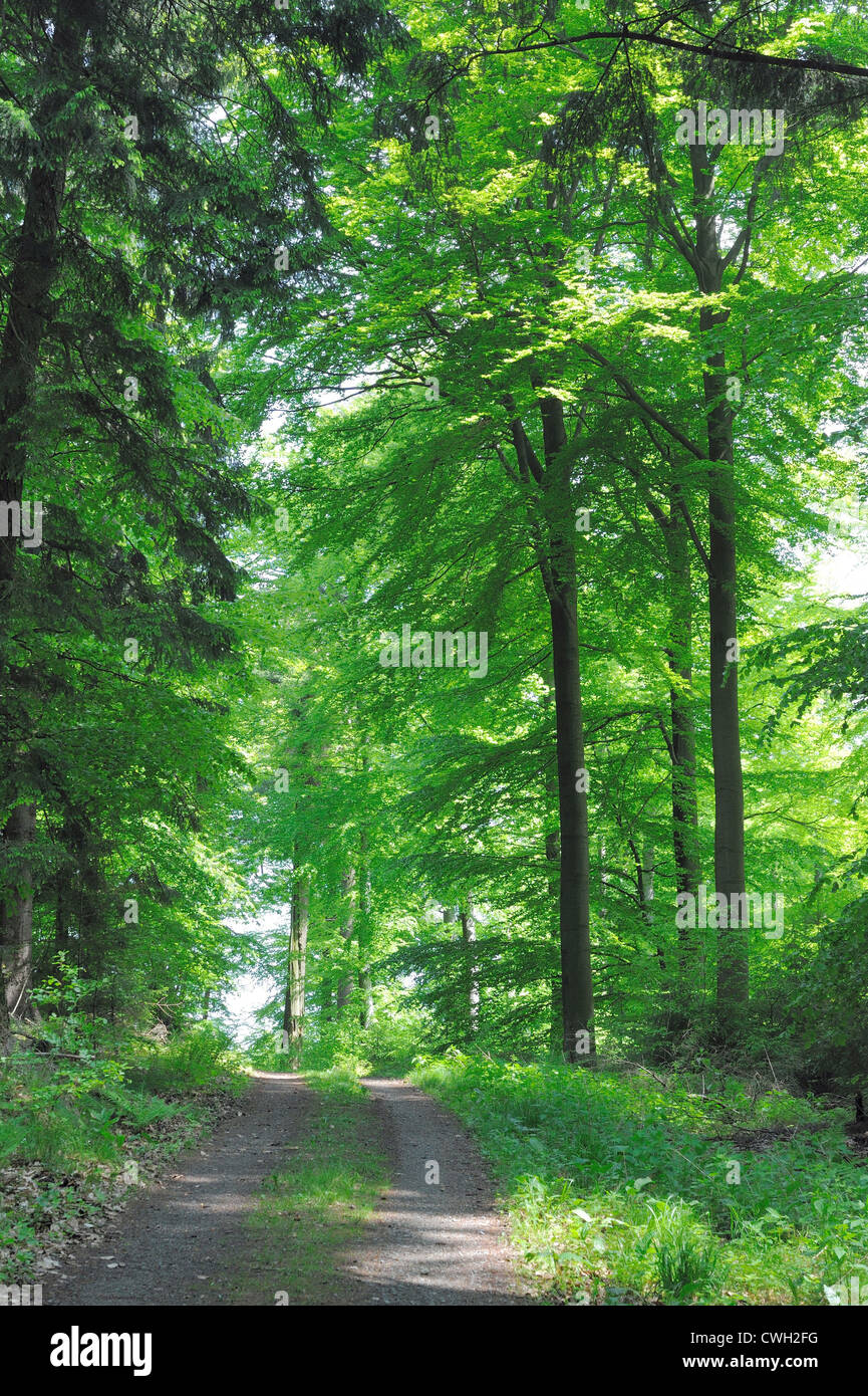 Bosque de hoja ancha fotografías e imágenes de alta resolución Alamy