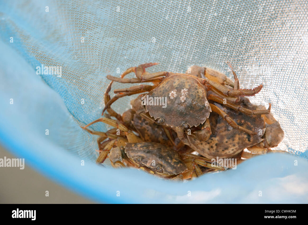 Los cangrejos en almejas net, West Mersea Essex, Inglaterra Foto de stock