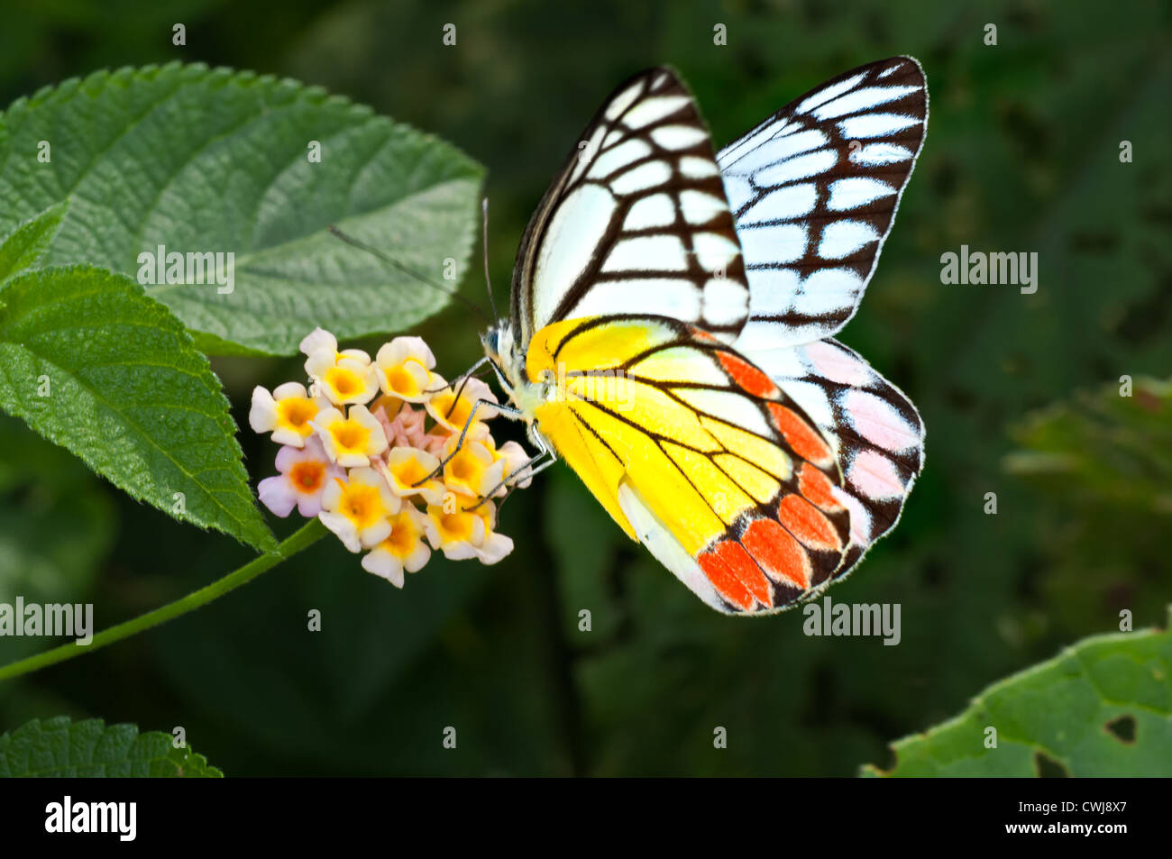 Mariposa, Jezabel, Común Delias eucharis, chupando la miel de flor, polinizan, cerca del espacio de copia Foto de stock