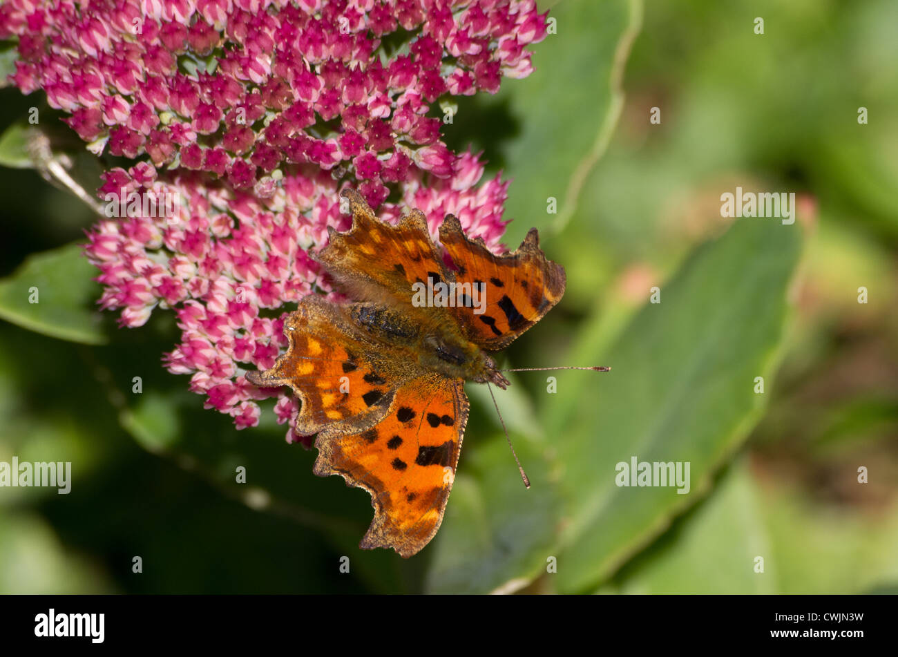 Coma mariposa sobre sedum flores Foto de stock