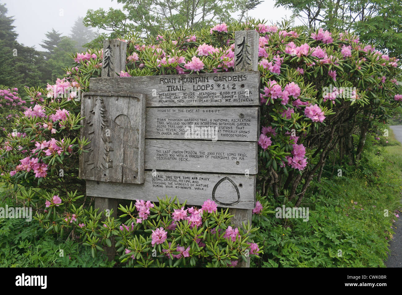 Catawba Rhodenderon bloom en trail firmar en Roan Mountain North Carolina Tennessee frontera de los EE.UU. Foto de stock