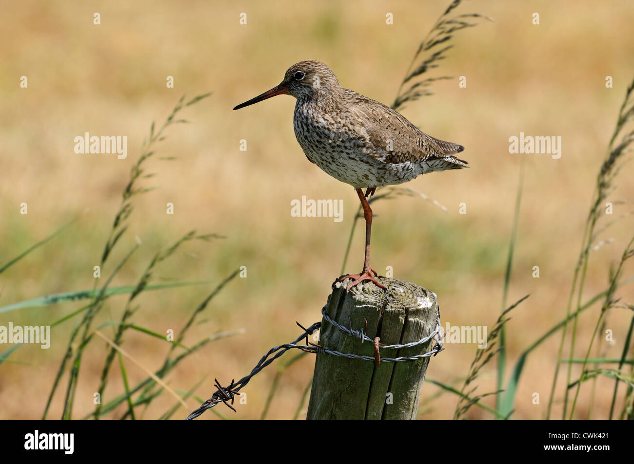 Common Redshank (Tringa totanus) encaramado sobre una pierna en el cerco pole en pradera Foto de stock