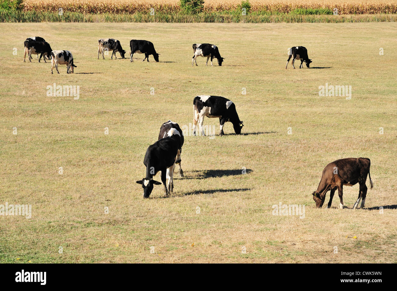 Finca con pastoreo de vacas Holstein de hierba seca en el campo Foto de stock