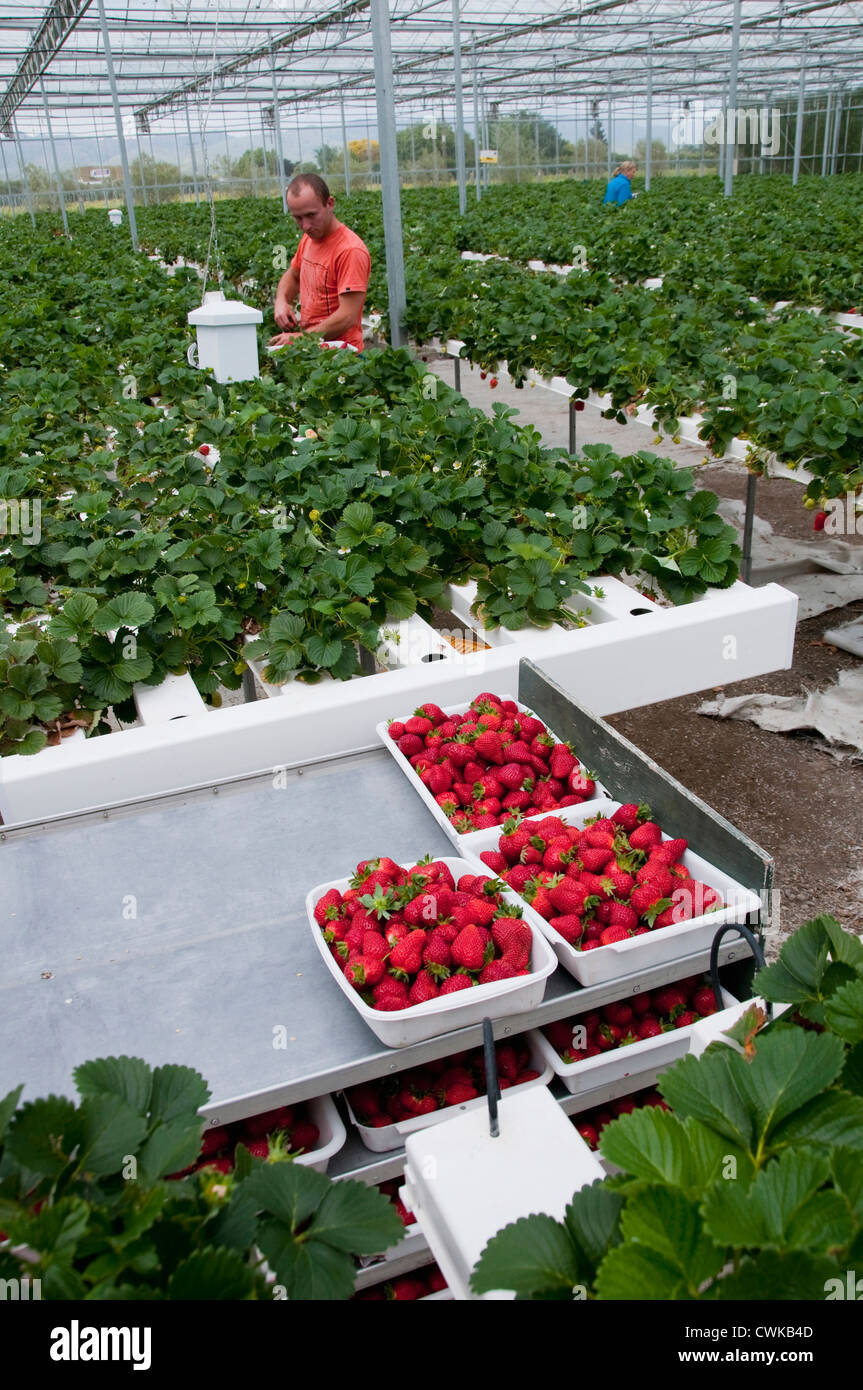 Nueva Zelanda, Isla del Sur, en Marlborough, producción de fresas  hidropónicas en Seto hidroponía Fotografía de stock - Alamy