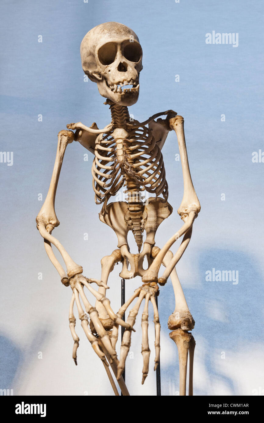 Esqueleto de chimpancé fotografías e imágenes de alta resolución - Alamy