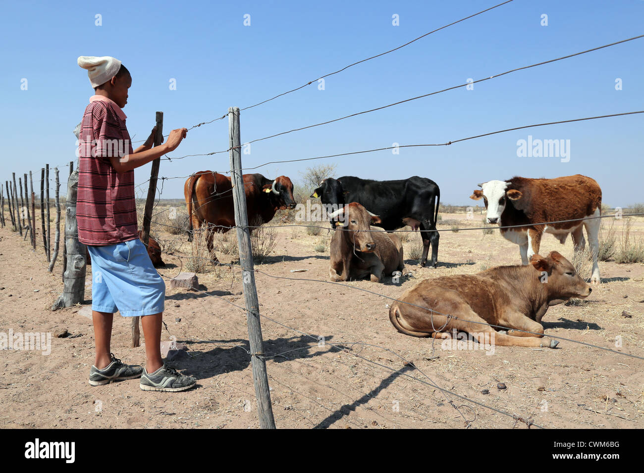 Un muchacho (15) de la tribu bushman San arrear vacas, el desierto de Kalahari, Namibia Foto de stock