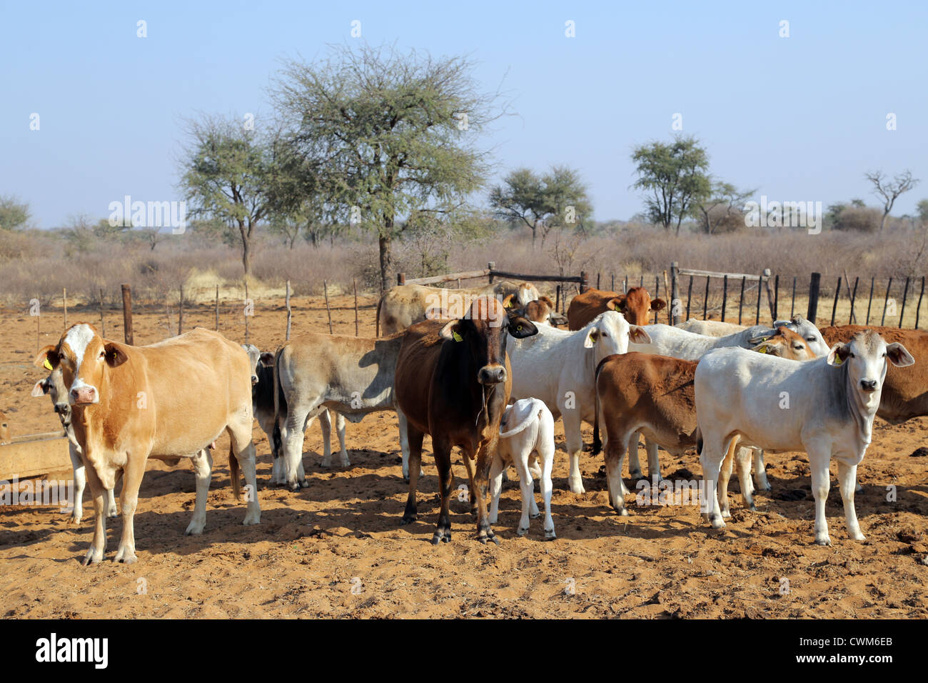 Las vacas y ganado en pastoreo de arena, el desierto de Kalahari, Namibia Foto de stock